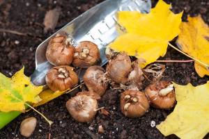 September is a great time to plant spring-blooming bulbs  and not just because the early bird gets the best selection. (Getty Images)