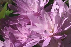 The double-flowered autumn crocus has large lavender-pink blooms that resemble waterlilies. (Richie Steffen)