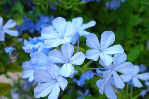Blue leadwort is a low-growing perennial that acts as a colorful groundcover for the garden. (Getty Images)