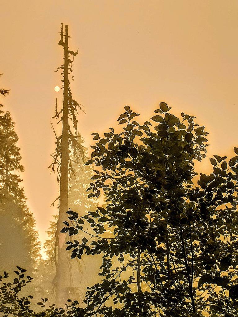 Sandra Ruffner and her hiking partner took photos of the burned trees after getting caught in the Downey Creek wildfire while on a 30-mile backpacking trip in the Glacier Peak Wilderness. (Sandra Ruffner)