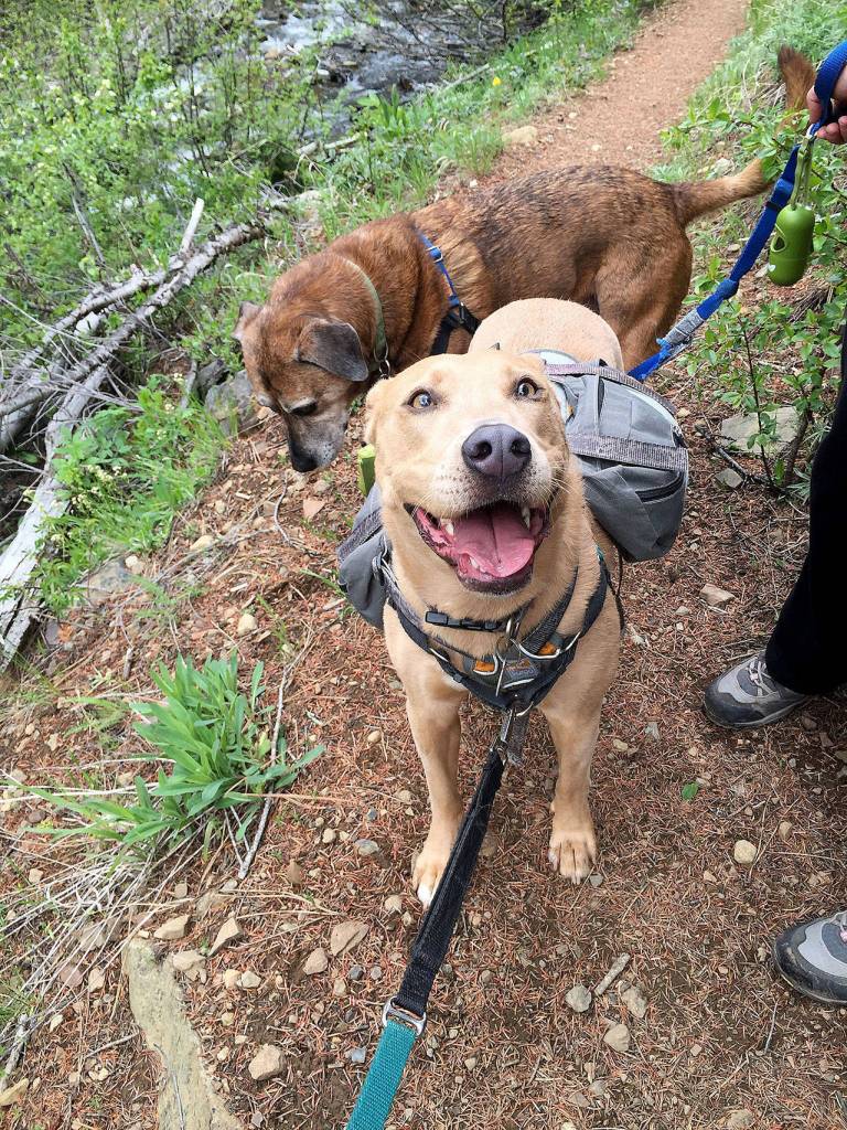 When you head out with your hiker dogs, like Lulu and Madigan here, make sure youre prepared with leashes and other essentials. (Loren Drummond)