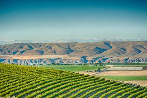 Stillwater Creek Vineyard on the Royal Slope looks across at the Saddle Mountains in Washingtons Columbia Basin. (Richard Duval Images)