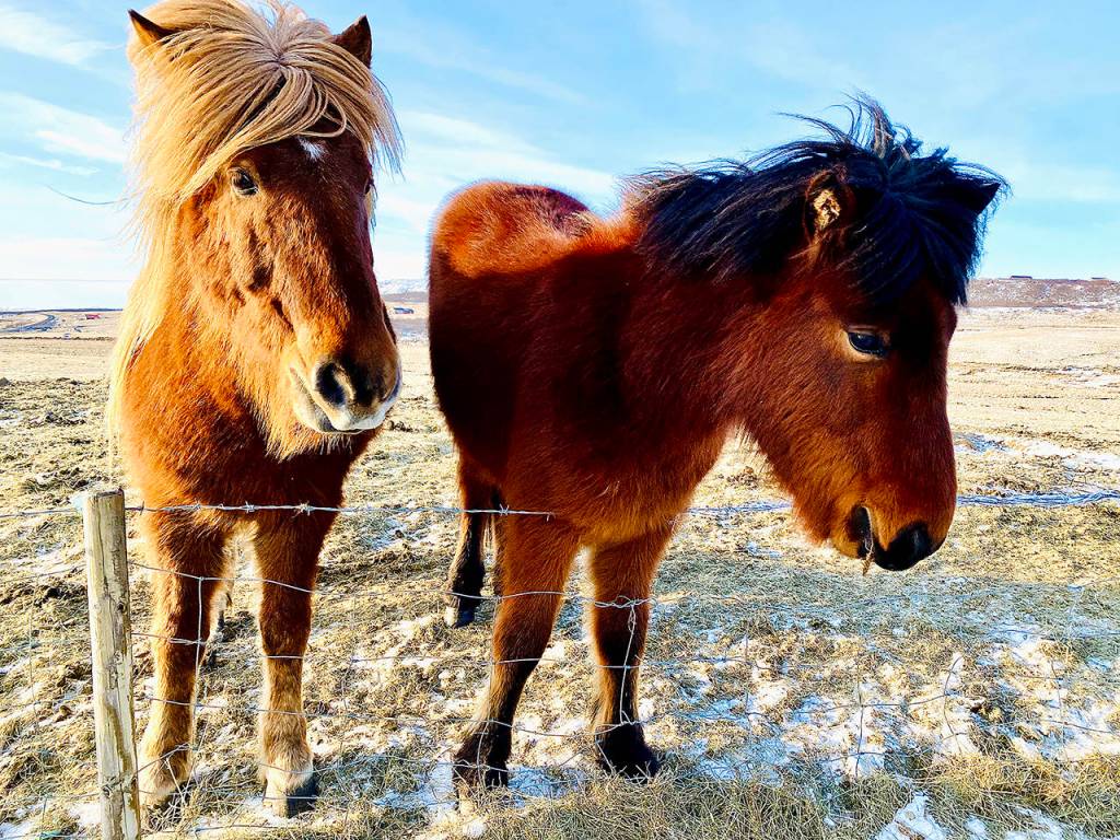 Icelands fuzzy horses are a roadside attraction and very people-friendly. (Andrea Brown / The Herald)