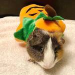 Puddum the guinea pig in a pumpkin Halloween costume. (Jessi Loerch)