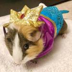 Puddum the guinea pig in a mermaid Halloween costume. (Jessi Loerch)