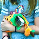 Puddum the guinea pig in a pumpkin Halloween costume with Hazel Loerch, 10. (Jessi Loerch)