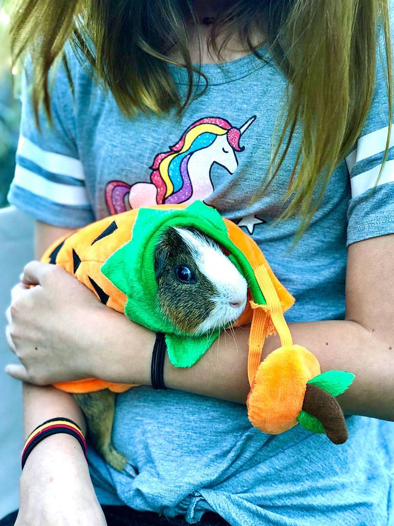 Puddum the guinea pig in a pumpkin Halloween costume with Hazel Loerch, 10. (Jessi Loerch)