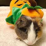 Puddum the guinea pig in a Halloween costume. (Jessi Loerch)