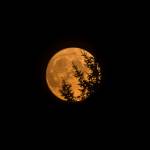 The moon rises over Everett on Wednesday, tinged yellow from high elevation smoke. (Olivia Vanni / The Herald)
