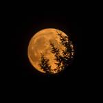 The moon rises over Everett, tinged yellow from high elevation smoke, on Wednesday, Sept. 30, 2020 in Everett, Wa. (Olivia Vanni / The Herald)