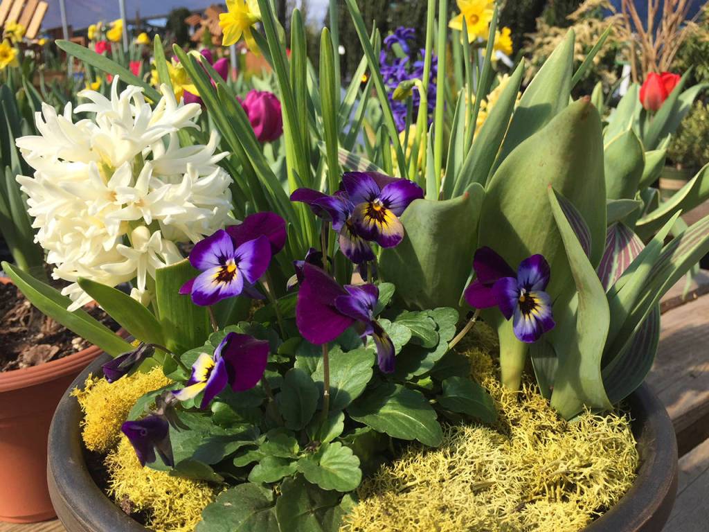 An example of what your pots of flowering bulbs could look like come spring. (Nicole Phillips)