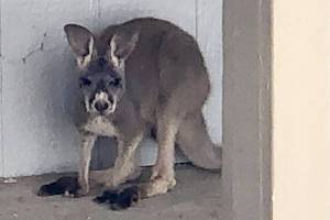Jack, a missing kangaroo, was found in a Monroe carport Tuesday. (Monroe Police Department)