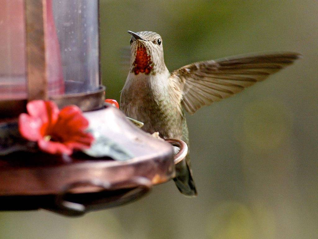 An Annas hummingbird flutters in for a morning drink at a feeder hanging outside a Mountlake Terrace home. (Michael OLeary / Herald file)