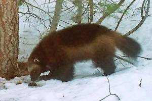 FILE - This on Feb. 27, 2016, file photo provided by the California Department of Fish and Wildlife, from a remote camera set by biologist Chris Stermer, shows a mountain wolverine in the Tahoe National Forest near Truckee, Calif., a rare sighting of the predator in the state. U.S. wildlife officials are withdrawing proposed protections for the snow-loving wolverine after determining the rare and elusive predator is not as threatened by climate change as once thought. (Chris Stermer/California Department of Fish and Wildlife via AP, File)