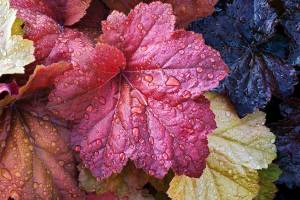 The large and colorful leaves of Heuchera, also known as coral bells, stand out in a fall or winter container. (Getty Images)