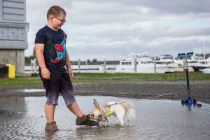 Liam Frisinger, 7, has his shoe pulled by his grandmothers' dog Sadie while playing in a large puddle leftover from heavy rains at Boxcar Park on Tuesday, Oct. 13, 2020 in Everett, Wa. (Olivia Vanni / The Herald)