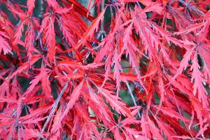 This red laceleaf Japanese maple is a striking specimen, holding its burgundy-red foliage color though the summer. (Great Plant Pick)