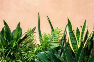 Take care to acclimate your houseplants as you relocate them from the garden to the house. (Getty Images)