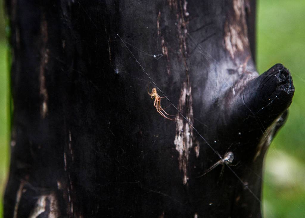Two spiders build webs on one of the charred diftwood pieces that make up Ley Line, the latest sculpture installation at Earth Sanctuary in Langley. (Olivia Vanni / The Herald)