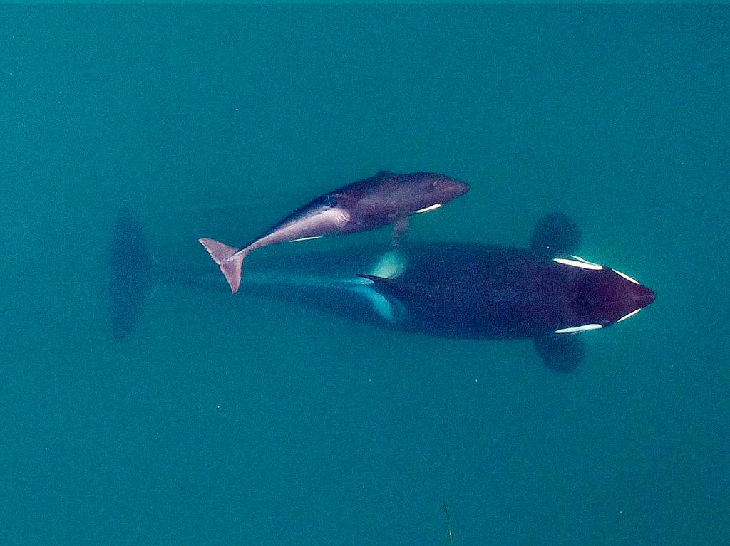 This Sept. 2015 photo shows an adult female orca, identified as J-16, as shes about to surface with her youngest calf, born earlier in the year 2015, near the San Juan Islands. (NOAA Fisheries/Vancouver Aquarium via AP, File)