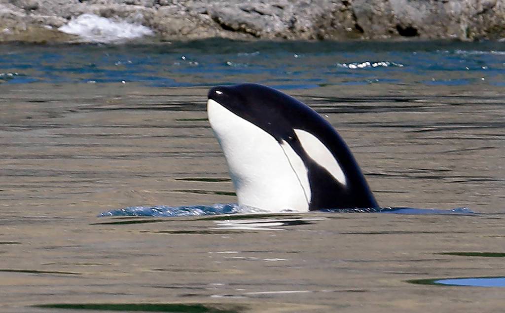 In this July 31, 2015 photo, an orca whale is shown in the Salish Sea in the San Juan Islands. (AP Photo/Elaine Thompson, file)