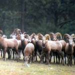 Bighorn sheep graze in a meadow on Little Vulcan Mountain, near Curlew, Washington, in 2004. (AP Photo/Bureau of Land Management, Glenn Paulson, file)
