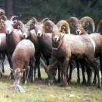 ** ADVANCE SUNDAY EDITIONS DEC. 5 ** In this photo released by the Bureau of Land Management, bighorn sheep graze in a meadow on Little Vulcan Mountain, near Curlew, Wash., Nov. 23, 2004. Contract loggers for the BLM have thinned stands of Douglas fir, killed weeds and planted shrubs the wild sheep savor, all to protect the Little Vulcan Mountain herd from extinction. The idea is to open up thickets surrounding the meadow where the herd forages and bears its young, allowing them to see and escape from predators. (AP Photo/Bureau of Land Management, Glenn Paulson)