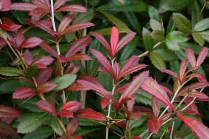 Wintergreen barberry's bright red leaves in the fall will deepen in tone to burgundy as winter approaches. (Richie Steffen)