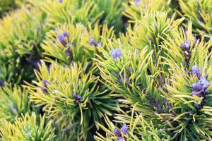Plant "Carsten's Wintergold" in front of your garden's border or nestled near some rocks for winter interest. (Getty Images)