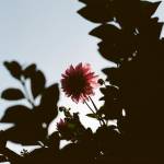 Walking around a familiar place, like your neighborhood of six years, with a camera in hand forces you to slow down and notice the small details, like the way afternoon light passes through a flower. (Christina Hickman)