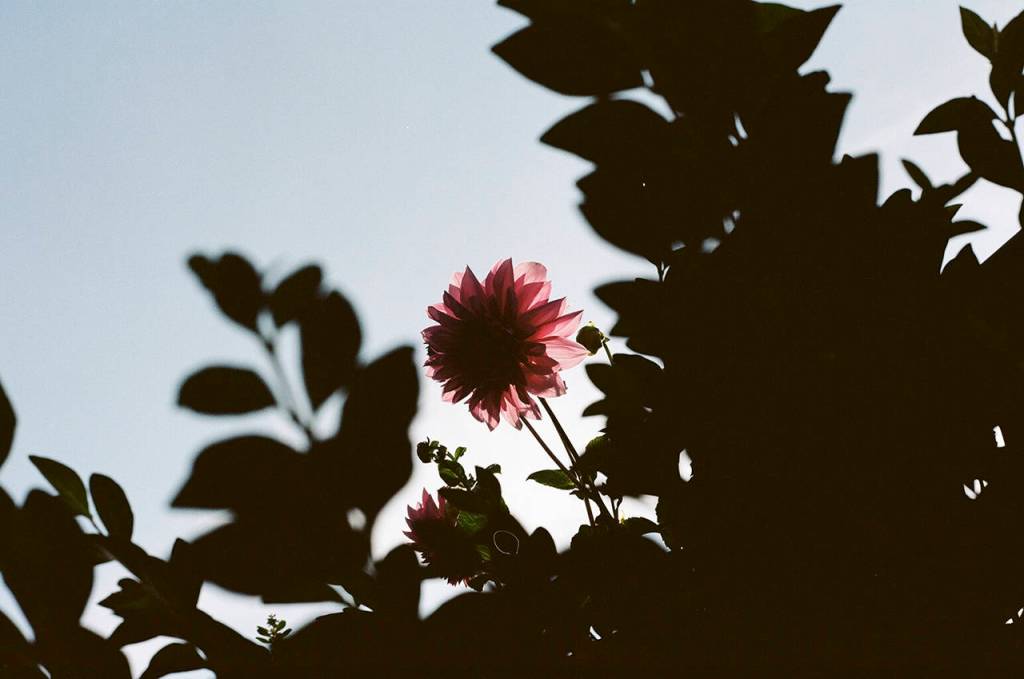 Walking around a familiar place, like your neighborhood of six years, with a camera in hand forces you to slow down and notice the small details, like the way afternoon light passes through a flower. (Christina Hickman)