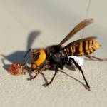 This giant Asian hornet was among three captured this week in Blaine. They were outfitted with radio trackers. (Washington State Department of Agriculture)