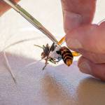 A giant Asian hornet is outfitted with a radio tracker this week in Blaine. (Washington State Department of Agriculture)