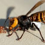 This giant Asian hornet was among three captured this week in Blaine. They were outfitted with radio trackers. (Washington State Department of Agriculture) 20201023