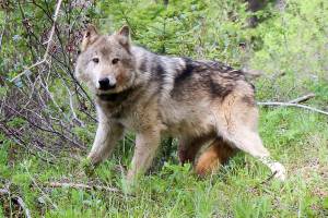 In this undated photo courtesy of Washington Department of Fish and Wildlife shows a wolf of the Teanaway Pack fitted with a radio collar in the Teanaway area of Washington's Central Cascades in Washington state. 
Washington Gov. Jay Inslee on Friday, Sept. 4, 2020, directed the Washington Fish and Wildlife Commission to draft new rules governing the killing of wolves involved in conflicts with livestock. (Washington Department of Fish and Wildlife via AP)