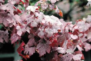 Vitis vinifera ‘Purpurea’
PURPLE-LEAF GRAPE VINE