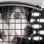 A dog peers out from a kennel after the landing of a Paws Across the Pacific pet rescue flight Thursday in Seattle. (AP Photo/Elaine Thompson)