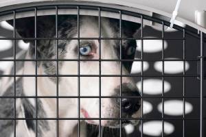 A dog peers out from a kennel after the landing of a "Paws Across the Pacific" pet rescue flight Thursday, Oct. 29, 2020, in Seattle. Volunteer organizations flew more than 600 dogs and cats from shelters across Hawaii to the U.S. mainland, calling it the largest pet rescue ever. The animals are being taken from overcrowded facilities in the islands to shelters in Washington state, Oregon, Idaho, and Montana. (AP Photo/Elaine Thompson)