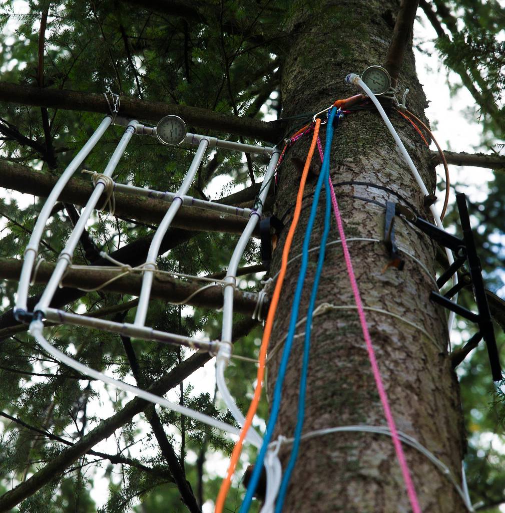 Dials, PVC pipes and tubing hang high up in a tree. Its an invention of Scott Greeley, an energy-saving distillation system that can be used to purify drinking water or alcohol. (Andy Bronson / The Herald)
