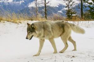 FILE -In this Dec. 4, 2014 file photo released by the Oregon Department of Fish and Wildlife, a wolf from the Snake River Pack passes by a remote camera in eastern Wallowa County, Ore. Scientists tasked with reviewing the government's plans to lift protections for gray wolves across most of the U.S. say the proposal has numerous flaws. (Oregon Department of Fish and Wildlife via AP, File)