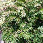 Of all the hemlocks, Moon Frost is Steve Smiths favorite.