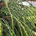 You might think of Cousin It when you see Whipcord cedar.