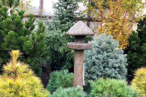 steve smith on conifers