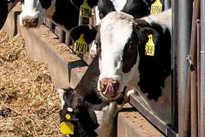 Dairy cows feed at a feedlot in Sunnyside, Wash., Monday,  July 23, 2018. A divided Washington Supreme Court ruled Thursday, Nov. 5, 2020, that the state's dairy workers are entitled to overtime pay if they work more than 40 hours a week, a decision expected to apply to the rest of the agriculture industry. For the past 60 years state law, like federal law, has exempted farmworkers from classes of workers who are entitled to overtime pay, but in a 5-4 ruling the court found that unconstitutional. (Jake Parrish/Yakima Herald-Republic via AP)