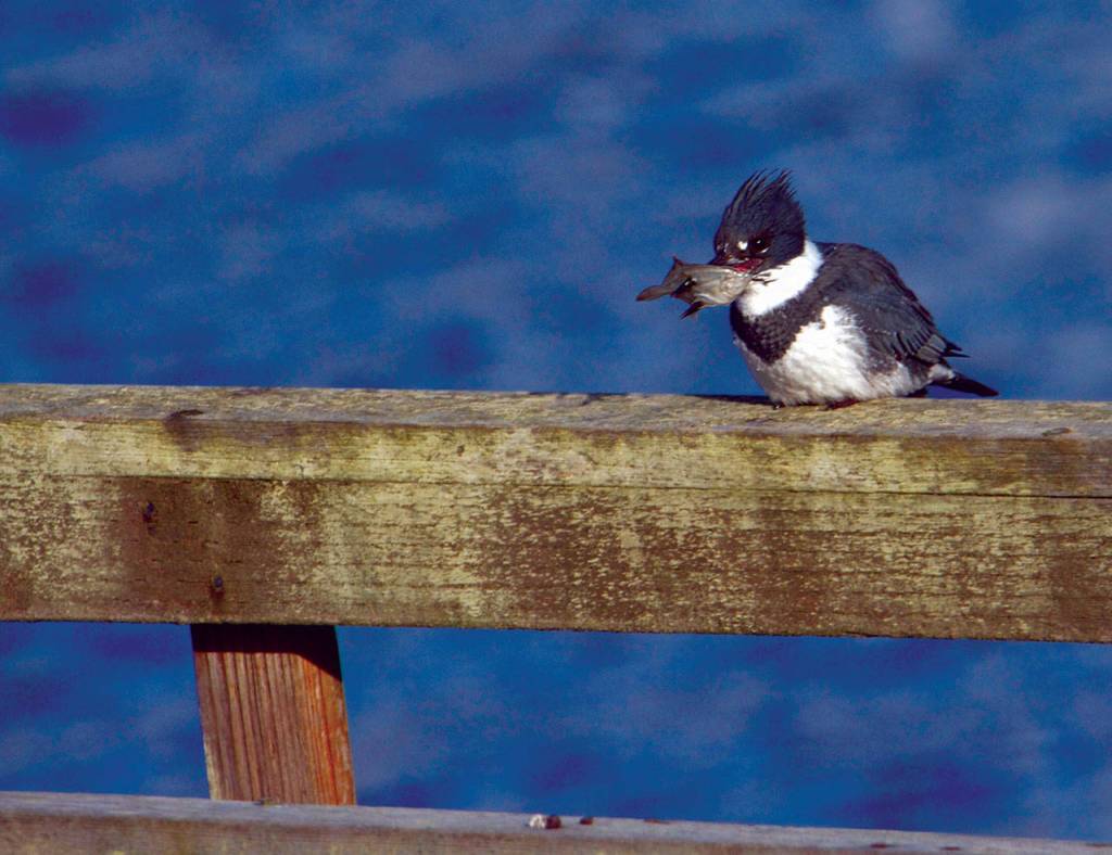 Most flatfish nestle into the silt and lie flat on the bottom, so this kingfisher stabbed it with its dagger-like beak rather than try to pick it up. (Mike Benbow)