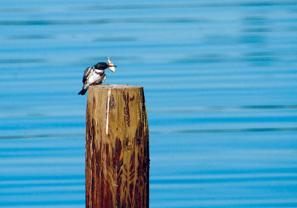This male kingfisher prepares to eat a good-sized baitfish. Kingfishers like to hang out around docks, where baitfish congregate near the water surface. (Mike Benbow)