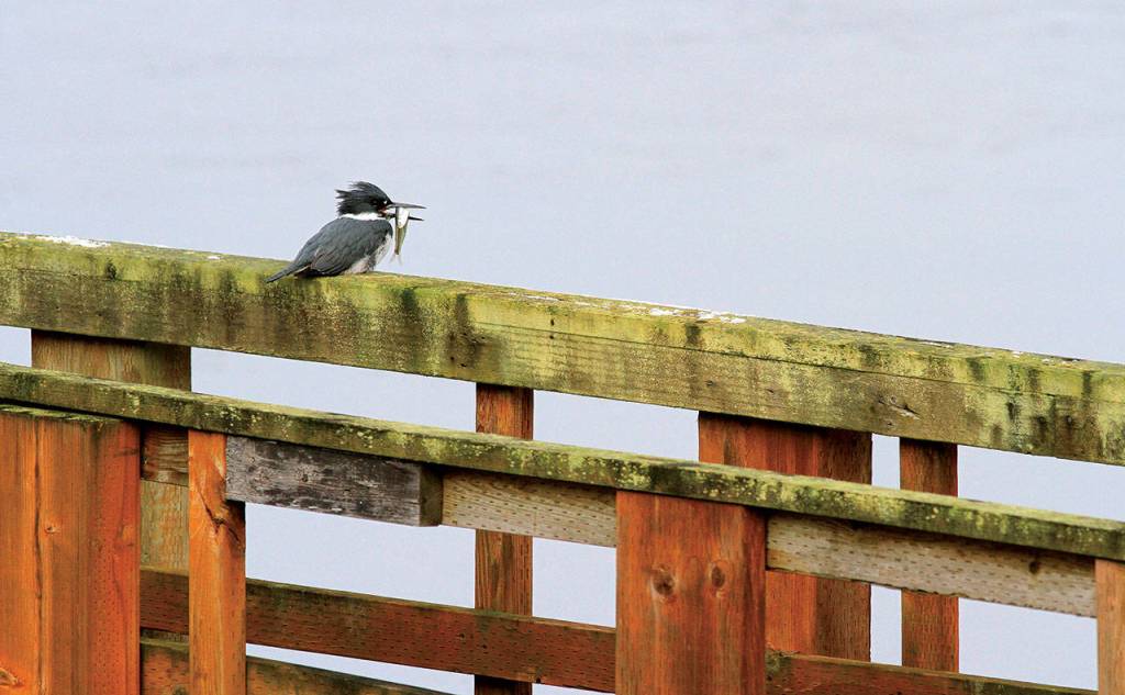 Resting on the rail along Tulalip Bay, a kingfisher prepares to eat a small baitfish it just captured along the dock. (Mike Benbow)