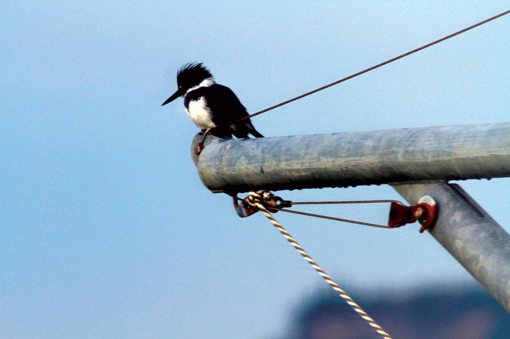 A kingfisher looks out along the shoreline at Mission Beach on the Tulalip Reservation, hoping to see a small fish, crab or other prey that it can grab for dinner. (Mike Benbow)