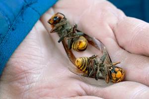 FILE - In this Oct. 24, 2020, file photo, a Washington state Department of Agriculture worker holds two of the dozens of Asian giant hornets vacuumed from a tree in Blaine, Wash. When scientists destroyed the first nest of so-called murder hornets found in the U.S. recently, they discovered about 500 live specimens inside in various stages of development. (AP Photo/Elaine Thompson, File)