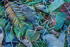 Northwest falls and winters are unpredictable. You just never know when that killing frost is going to hit. (Getty Images)